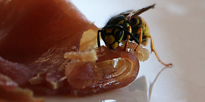 Eine Wespe frisst an einem Stück Fleisch auf einem hellen Teller. Details von Körper und Fleisch sind deutlich sichtbar.