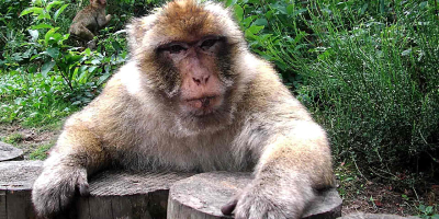 Ein Makake hält sich mit den Händen an zwei Baumstümpfen fest und schaut direkt in die Kamera. Ein weiterer Makake ist im Hintergrund zwischen Pflanzen sichtbar.